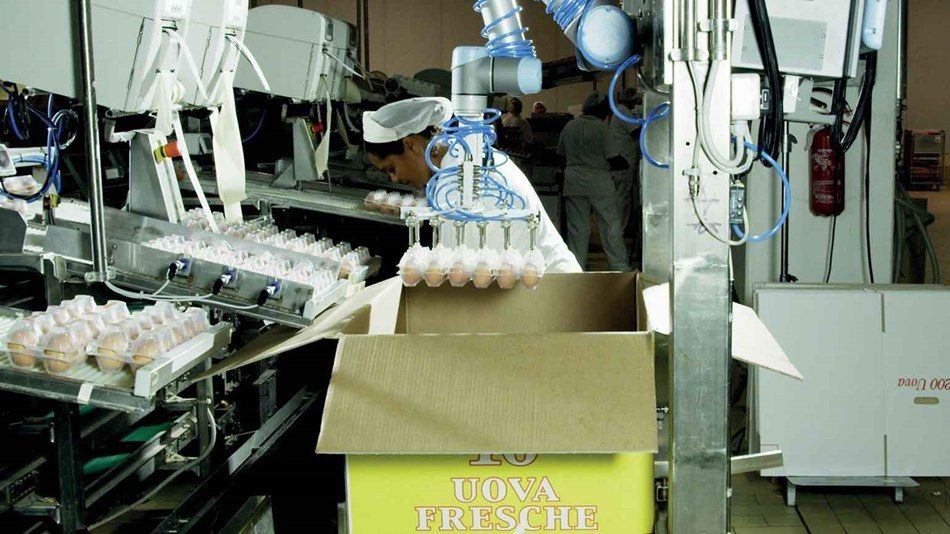 cobots pack eggs